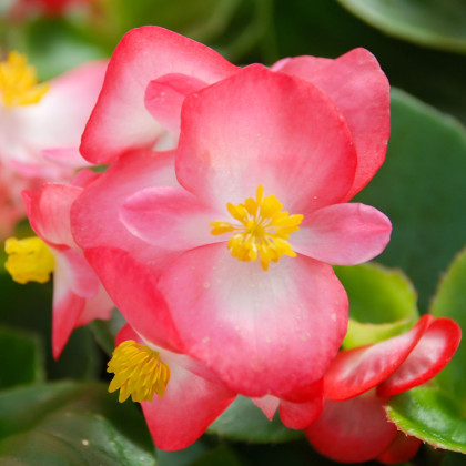 Begónie Superstar F1 Rose - Begonia semperflorens - prodej semen - 20 ks