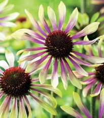 Třapatkovka Green Twister - Echinacea purpurea - prodej prostokořenných sazenic - 1 ks