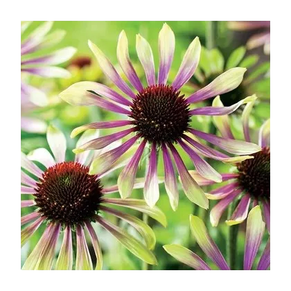 Třapatkovka Green Twister - Echinacea purpurea - prodej prostokořenných sazenic - 1 ks