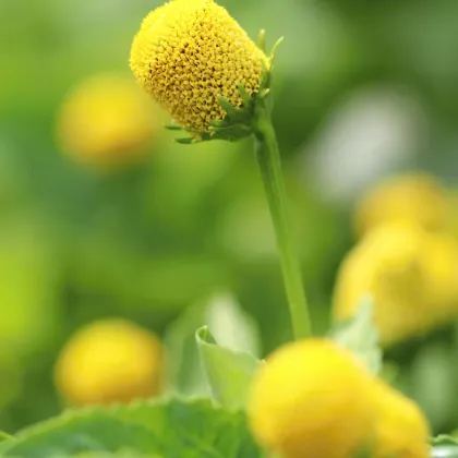 Plamatka zelná Homer - Spilanthes oleracea - prodej semen - 15 ks