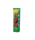 Růže velkokvětá pnoucí červená - Rosa - prodej prostokořenných sazenic - 1 ks