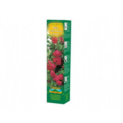 Růže velkokvětá pnoucí červená - Rosa - prodej prostokořenných sazenic - 1 ks