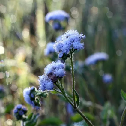 Nestařec americký Blue - Ageratum houstonianum - prodej semen - 50 ks