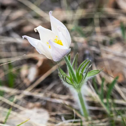 Koniklec obecný White Bells - Pulsatilla vulgaris - prodej semen - 20 ks