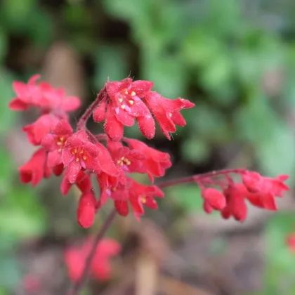 Dlužicha Coral Forest - Heuchera - prodej semen - 20 ks