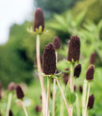 Třapatka západní - Rudbeckia occidentalis - prodej semen - 30 ks