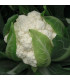 BIO Květák Flamenco F1 - Brassica oleracea - bio prodej semen - 15 ks