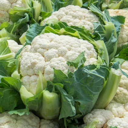 BIO Květák pozdní Tabiro - Brassica oleracea - bio prodej semen - 20 ks