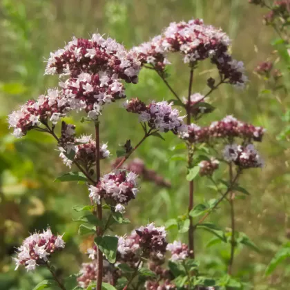 Dobromysl obecná Aromata - Origanum vulgare - prodej semen - 1000 ks