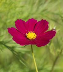 Krásenka zpeřená Cosmini Red - Cosmos bipinnatus - prodej semen - 20 ks