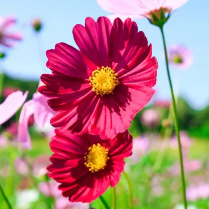 Krásenka zpeřená Cosmini Red - Cosmos bipinnatus - prodej semen - 20 ks