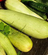 Okurka salátová Travito F1 - Cucumis sativus - prodej semen - 10 ks