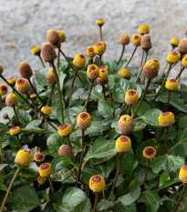 Plamatka zelná - Spilanthes oleracea - prodej semen - 80 ks