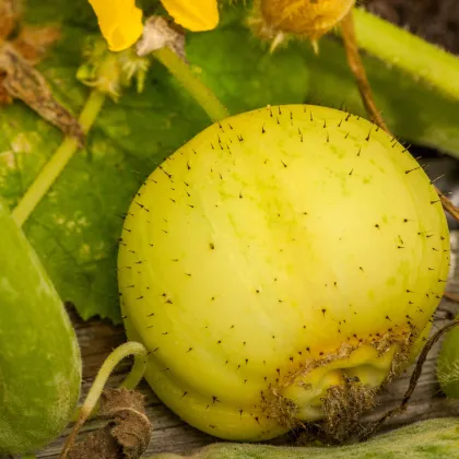 Okurka Lemon - Cucumis sativus - prodej semen okurek - 10 ks