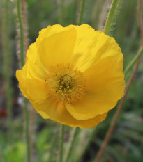 Mák Champagne Bubbles Yellow - Papaver nudicaule - prodej semen - 20 ks