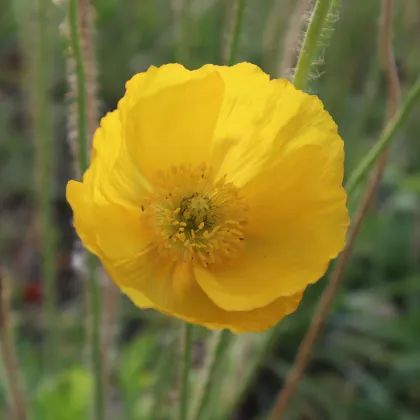 Mák Champagne Bubbles Yellow - Papaver nudicaule - prodej semen - 20 ks