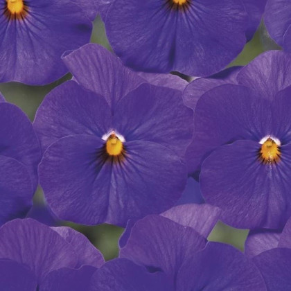 Violka Twix F1 Blue with Eye - Viola cornuta - prodej semen - 20 ks