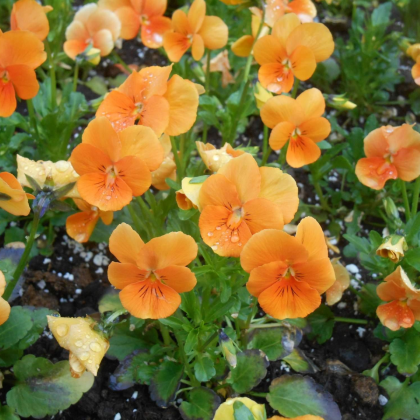 Violka Twix F1 Orange - Viola cornuta - prodej semen - 20 ks