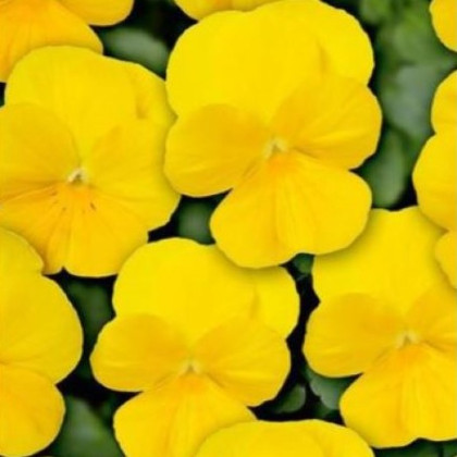 Violka Twix F1 Yellow - Viola cornuta - prodej semen - 20 ks