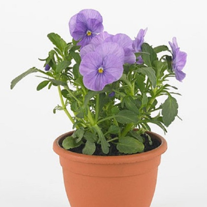 Violka Twix F1 Lavender Shades - Viola cornuta - prodej semen - 20 ks