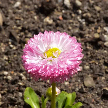 Sedmikráska chudobka Robella - Bellis perennis - prodej semen - 40 ks