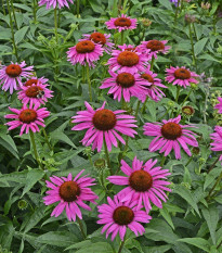 Třapatka Primadonna Deep Rose - Echinacea purpurea - prodej semen - 15 ks