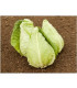 BIO Zelí bílé Eersteling - Brassica oleracea - prodej bio semen - 20 ks