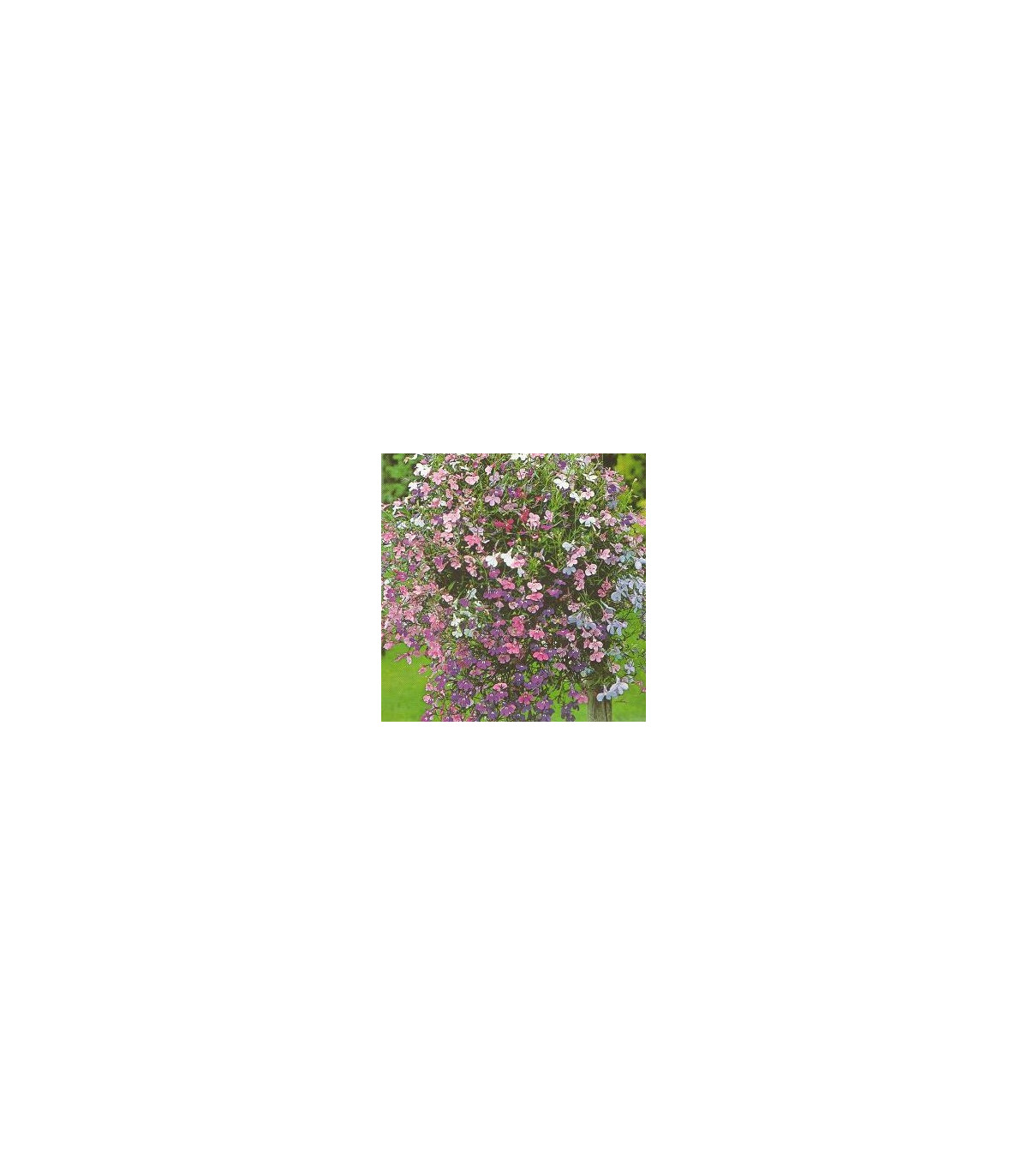 Lobelka převislá Color Cascade - Lobelia erinus pendula - prodej semen - 0,1 g