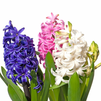 Hyacinty směs barev - Hyacinthus - prodej cibulovin - 4 ks