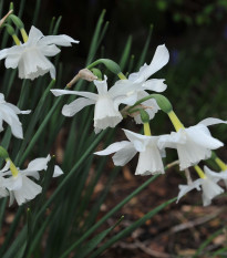 Narcis Thalia - Narcissus Thalia - prodej cibulovin - 3 ks