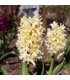 Hyacint Gipsy Princess - Hyacinthus L. - prodej cibulovin - 1 ks