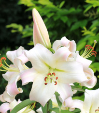 Lilie Pretty Woman - Lilium - prodej cibulovin - 1 ks