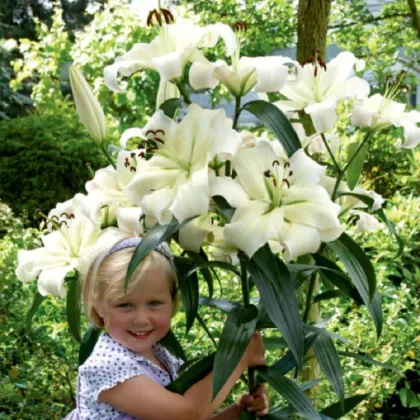 Lilie Pretty Woman - Lilium - prodej cibulovin - 1 ks