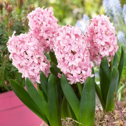 Hyacint plnokvětý Prince of Love - Hyacinthus - prodej cibulovin - 1 ks