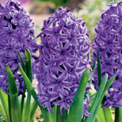 Hyacint plnokvětý Lili Purple - Hyacinthus - prodej cibulovin - 1 ks