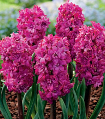 Hyacint plnokvětý Red Diamond - Hyacinthus - prodej cibulovin - 1 ks