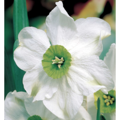 Narcis Sinopel - Narcissus - prodej cibulovin - 3 ks