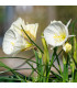 Narcis Artics bells - Narcissus bulbocodium - prodej cibulovin - 3 ks