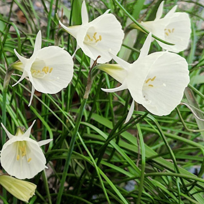 Narcis Artics bells - Narcissus bulbocodium - prodej cibulovin - 3 ks