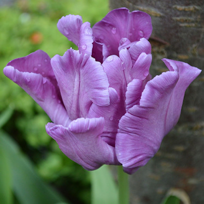 Tulipán Blue parrot - Tulipa - prodej cibulovin - 3 ks