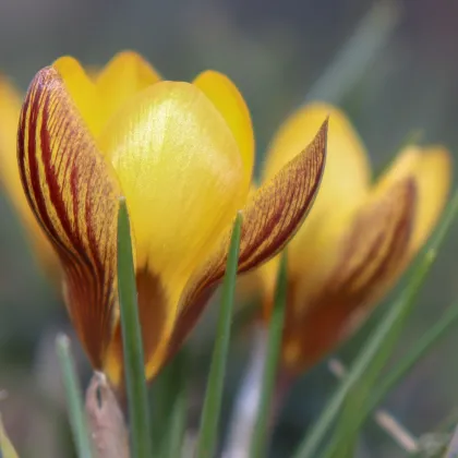 Krokus Gipsy Girl - Crocus chrysanthus - prodej cibulovin - 3 ks