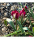 Tulipán Persian Pearl - Tulipa humilis - prodej cibulovin - 3 ks