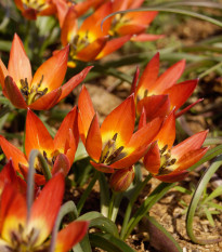 Tulipán Little Princess - Tulipa humilis - prodej cibulovin - 3 ks