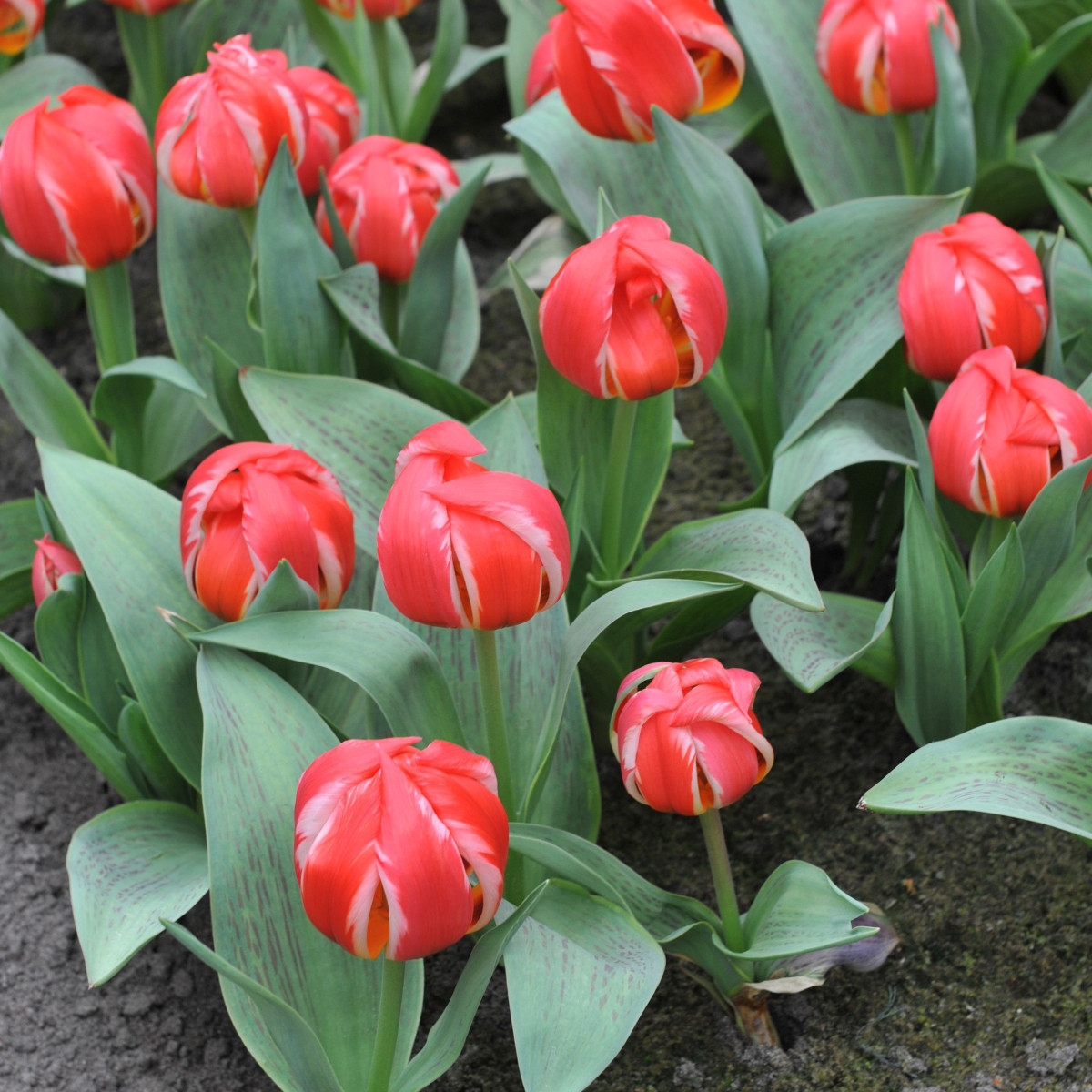 Tulipán Friendly Fire - Tulipa greigii - prodej cibulovin - 3 ks