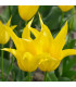 Tulipán West Point - Tulipa - prodej cibulovin - 3 ks