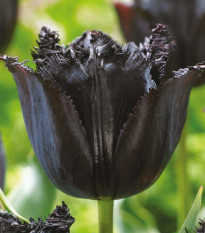 Tulipán Fringed Black - Tulipa - prodej cibulovin - 3 ks