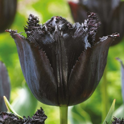 Tulipán Fringed Black - Tulipa - prodej cibulovin - 3 ks