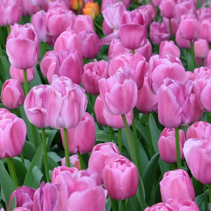 Tulipán Purple Pride - Tulipa - prodej cibulovin - 3 ks
