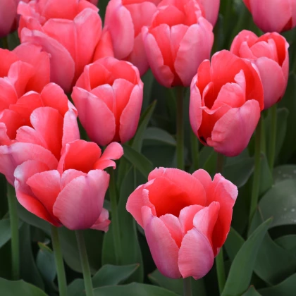 Tulipán Pink Impression - Tulipa - prodej cibulovin - 3 ks