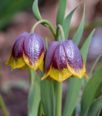 Řebčík Michailovskyi - Fritillaria michailovskyi - prodej cibulovin - 3 ks